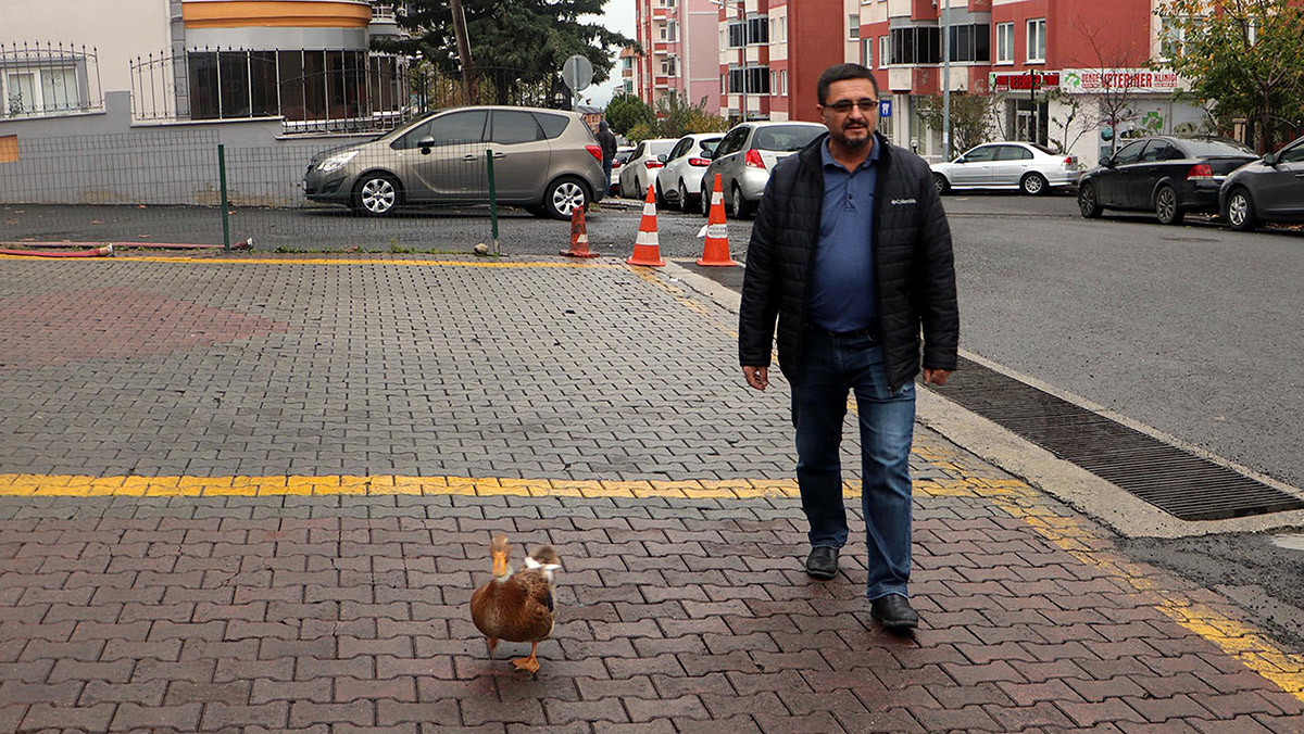 Ördeğini her gün gezintiye çıkarıyor