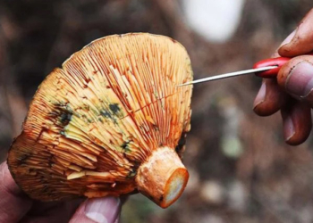 Ordu ve Samsun'da 7 kişi mantardan zehirlendi