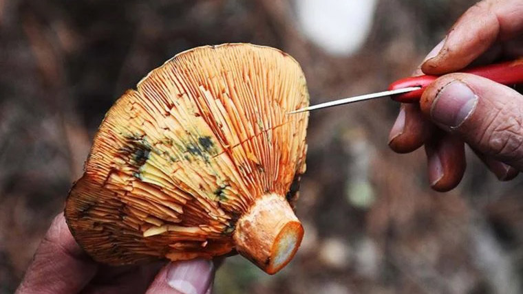 Ordu ve Samsun'da 7 kişi mantardan zehirlendi