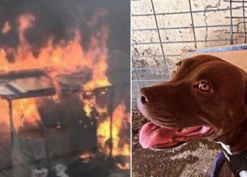 Pitbull cinayetine 6 yıla kadar hapis istemi
