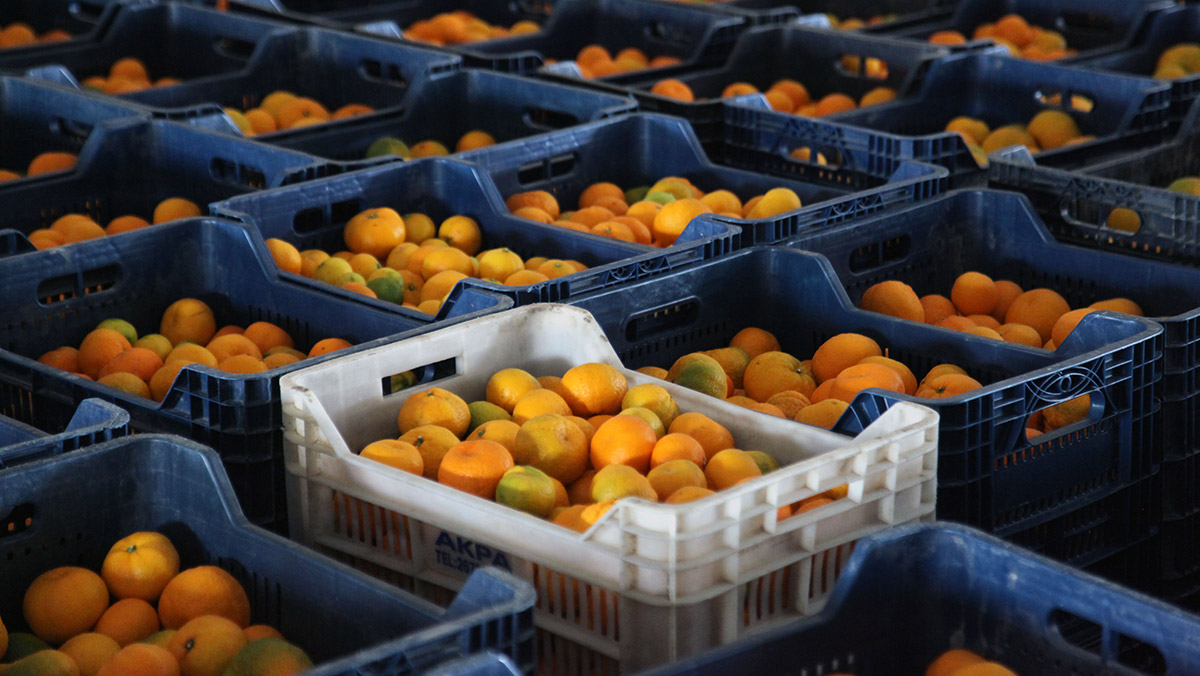 Prof. Dr. Kurt: Turunçgil üretimi tehlike altında