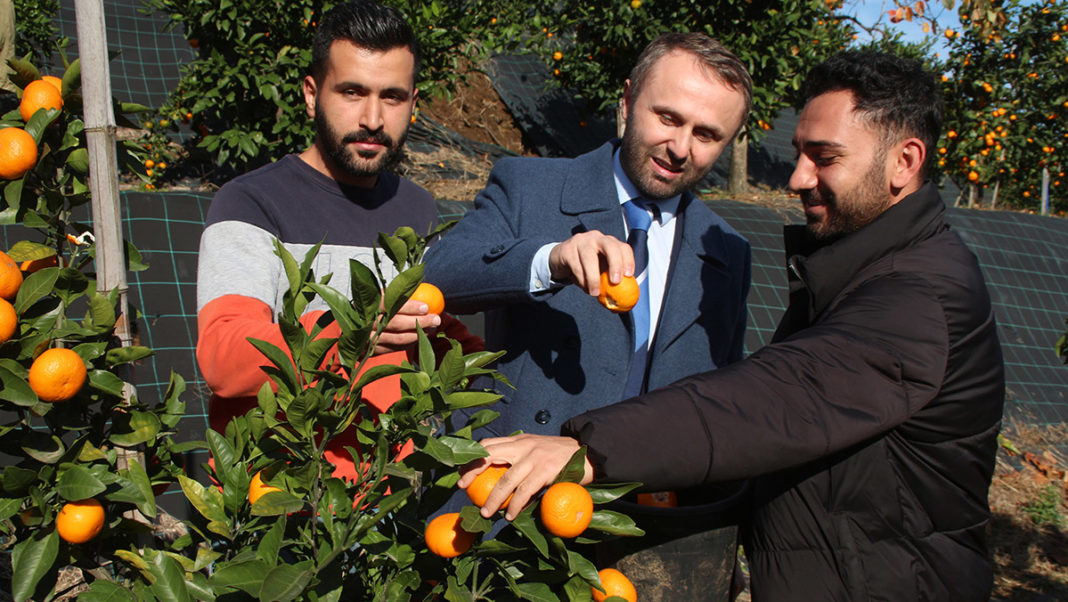 Rize mandalinası, Türkiye meyve listesine aday