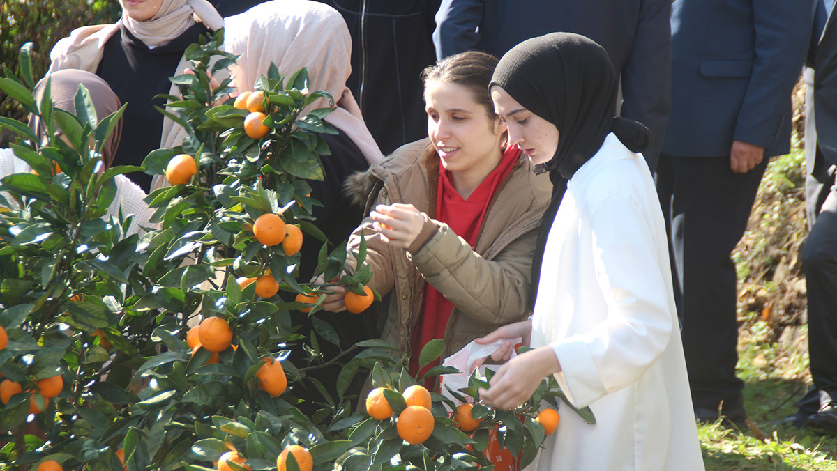 Rize mandalinasi turkiye meyve listesine adaya - yerel haberler - haberton