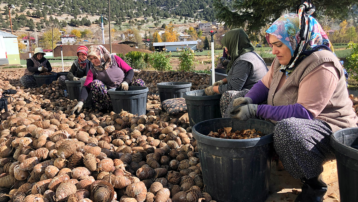 Sedir tohumunun ağaç yolculuğu başladı