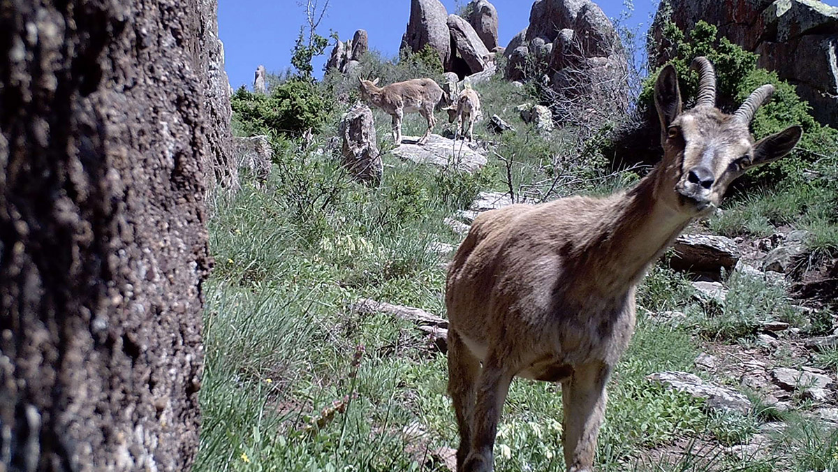 Sivas'ta yaban hayvanları fotokapanlara yansıdı