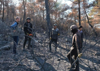 Soma'da yanan ormanlara 100 bin fidan dikilecek
