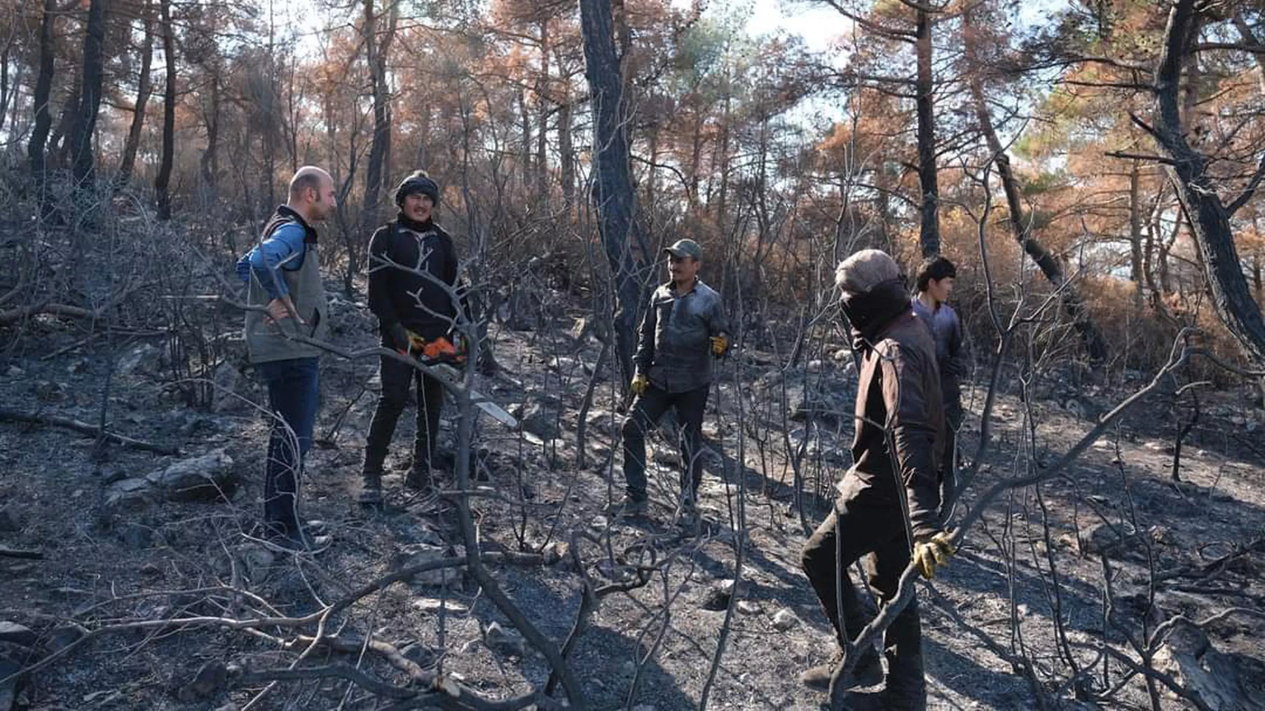 Soma'da yanan ormanlara 100 bin fidan dikilecek