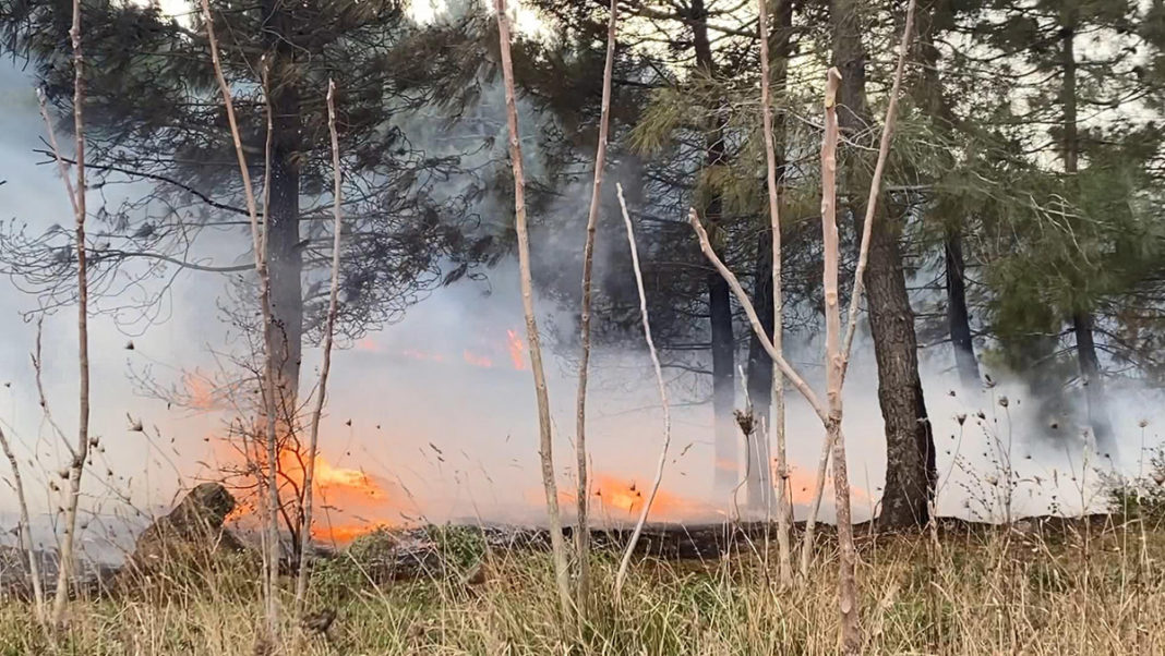 Sultangazi'de ağaçlık alanda ikinci yangın