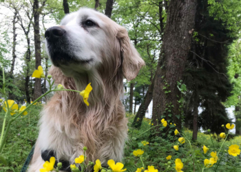 Trabzon'da sahipli köpeklere ağızlık kararı iptal