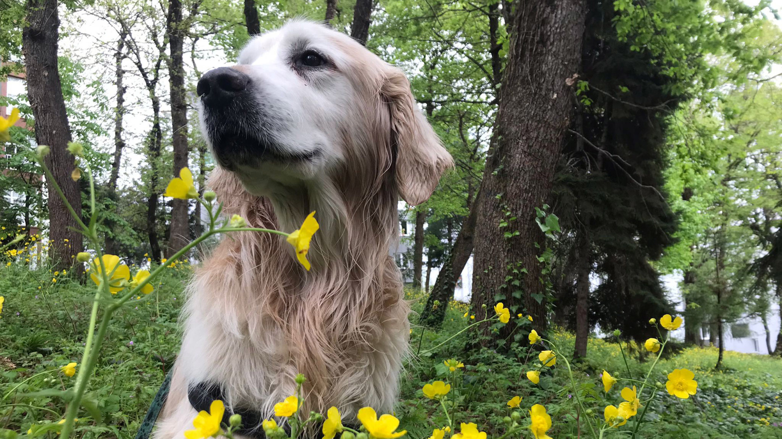 Trabzon'da sahipli köpeklere ağızlık kararı iptal