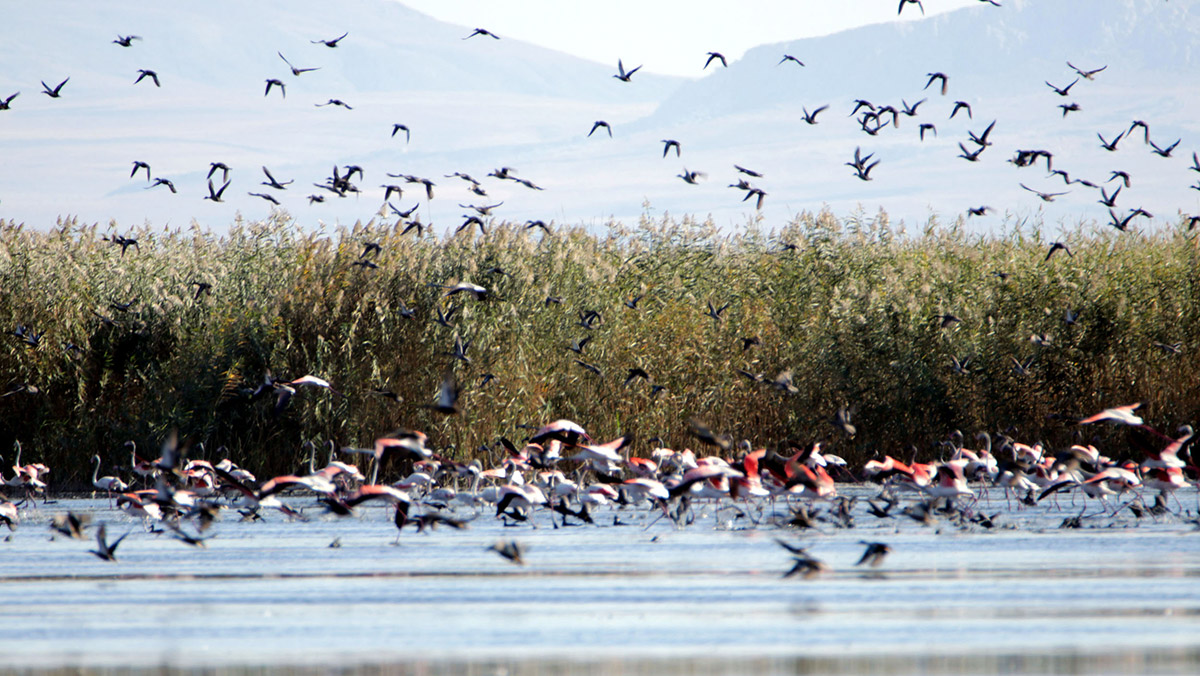 Van gölü'ndeki kuraklık, göçmen kuşları vuruyor