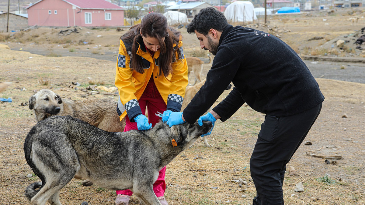 Van'da 5 bin sokak köpeğine kuduz aşısı