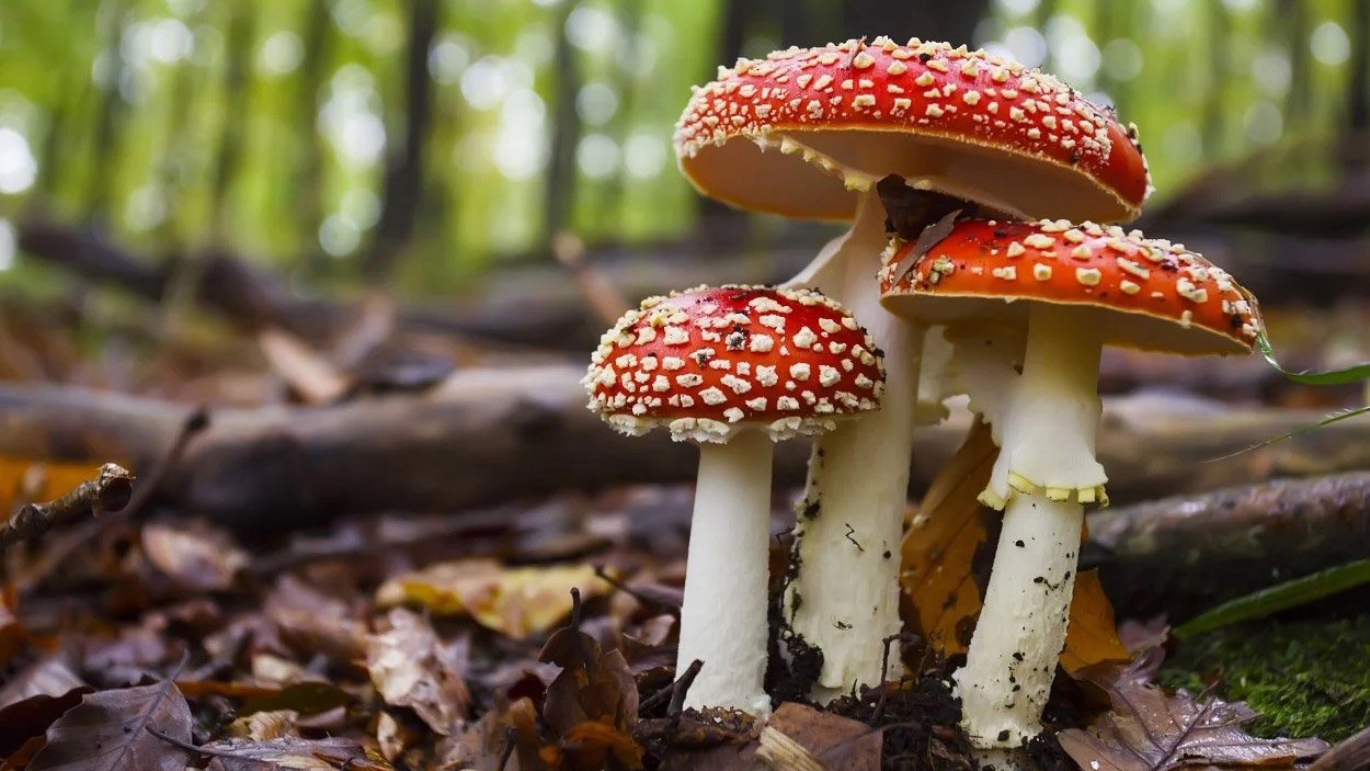 Zehirli mantarlar karaciğeri vuruyor