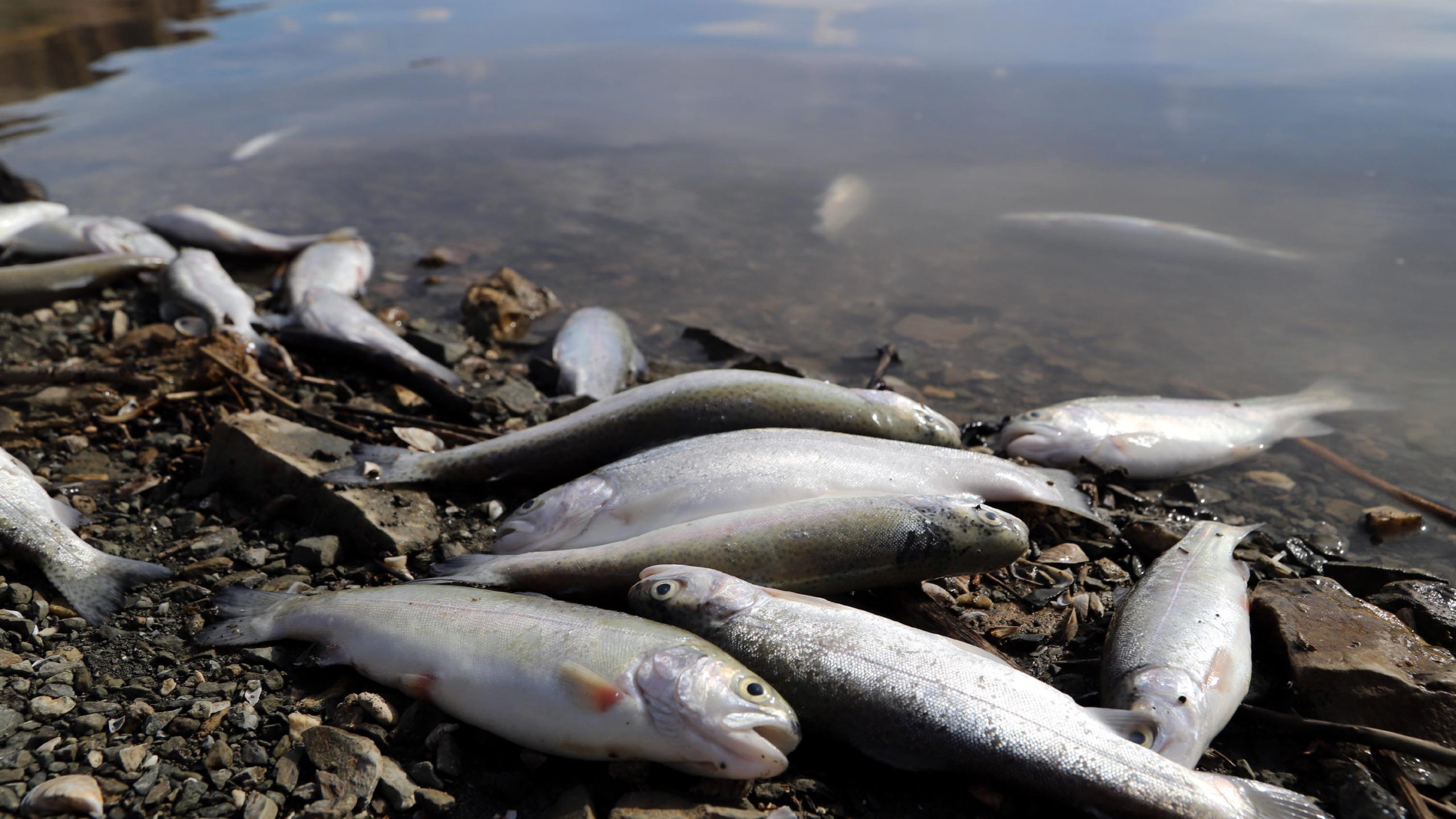 Zernek Baraj Gölü'nde balık ölümleri