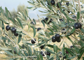 Zeytin ihracatında rekor; genç ağaçlar meyve verdi