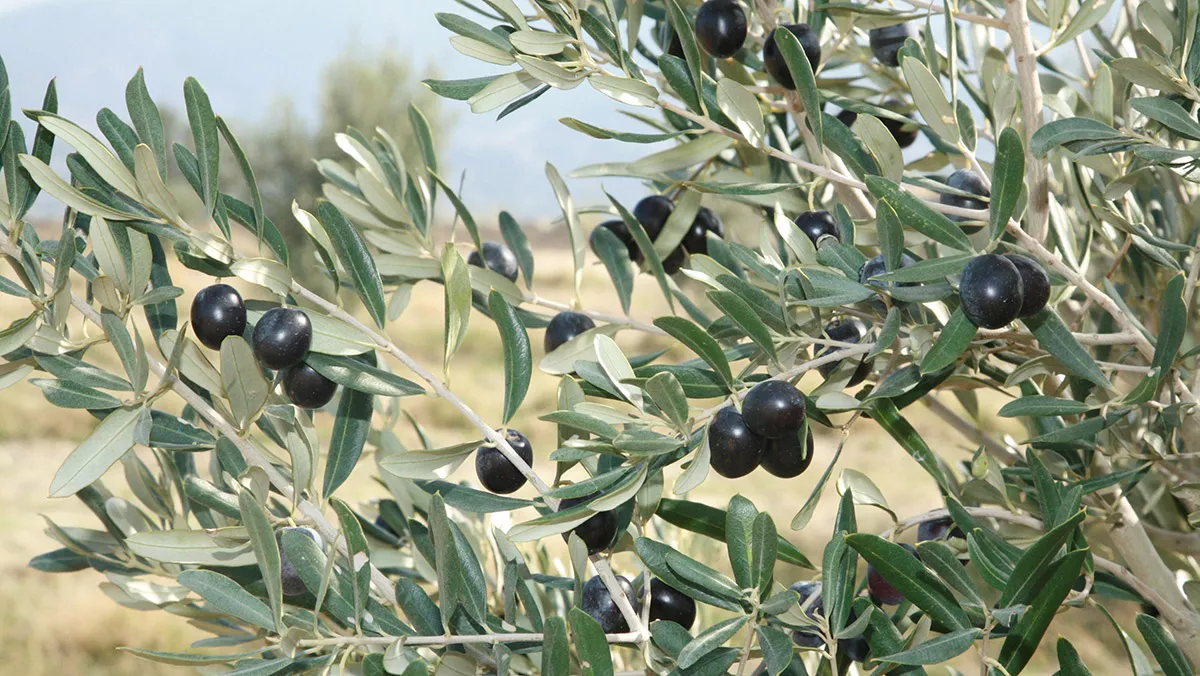 Zeytin ihracatında rekor; genç ağaçlar meyve verdi