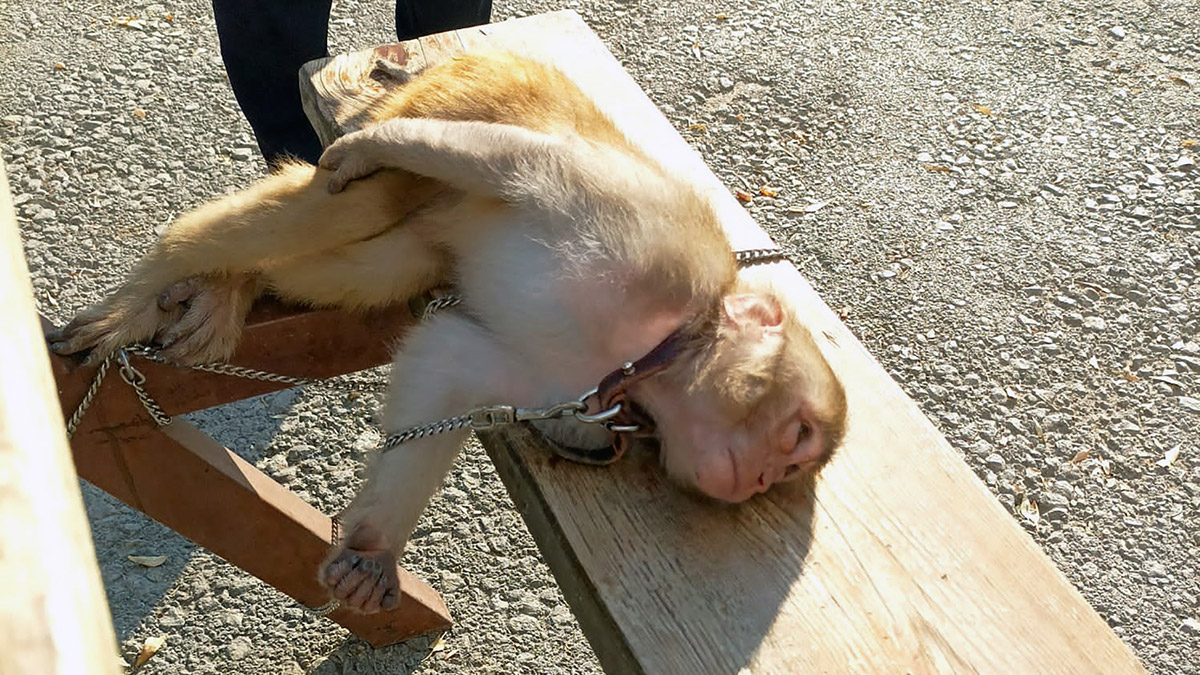 Piknik alanında makak maymunu buldular