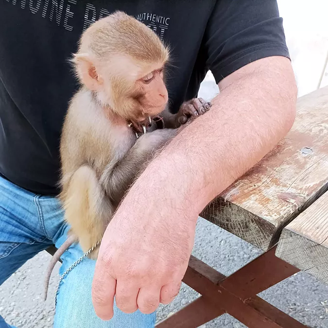 Adanada piknik alaninda maymun buldular 5392 dhaphoto2 - yerel haberler, adana haberleri - haberton
