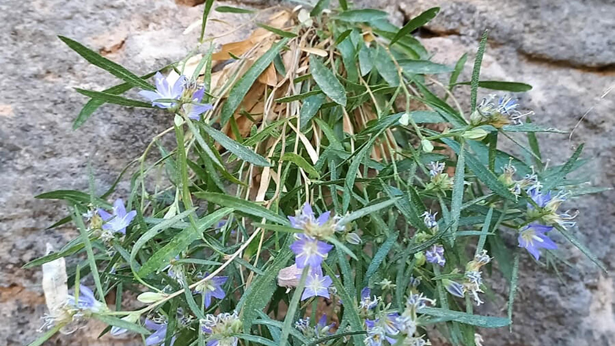 Bilim dünyasına yeni bitki türü kazandırıldı