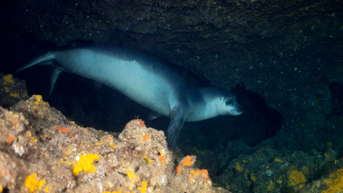 Akdeniz Üniversitesi'nden Prof. Dr. Mehmet Gökoğlu, nesli tehlike altındaki Akdeniz foklarının yavrulama dönemi olduğunu belirtip, falez altındaki mağaralara düzenlenen tekne ve kano turlarına tepki gösterdi.