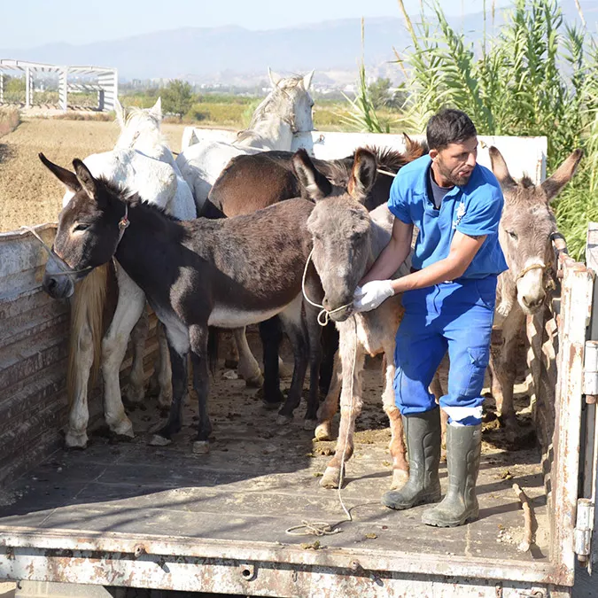 Kesilmek üzereyken kurtarılan 3 at ve 3 eşek haytap'a teslim edildi