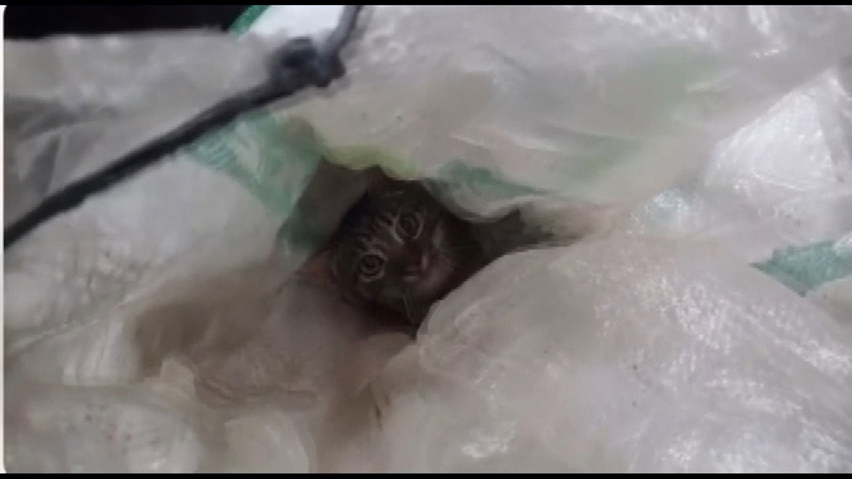 Aracın bagajında çuvalın içerisine konulmuş kedi kurtarıldı