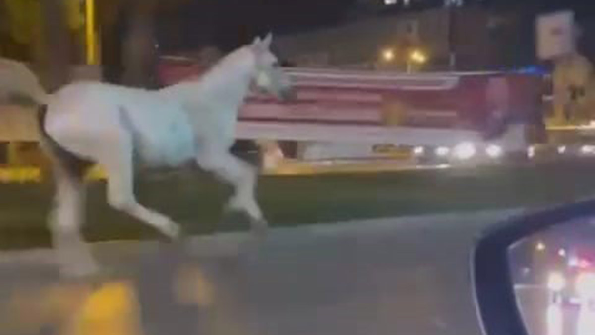 Başıboş at otomobile çarptı