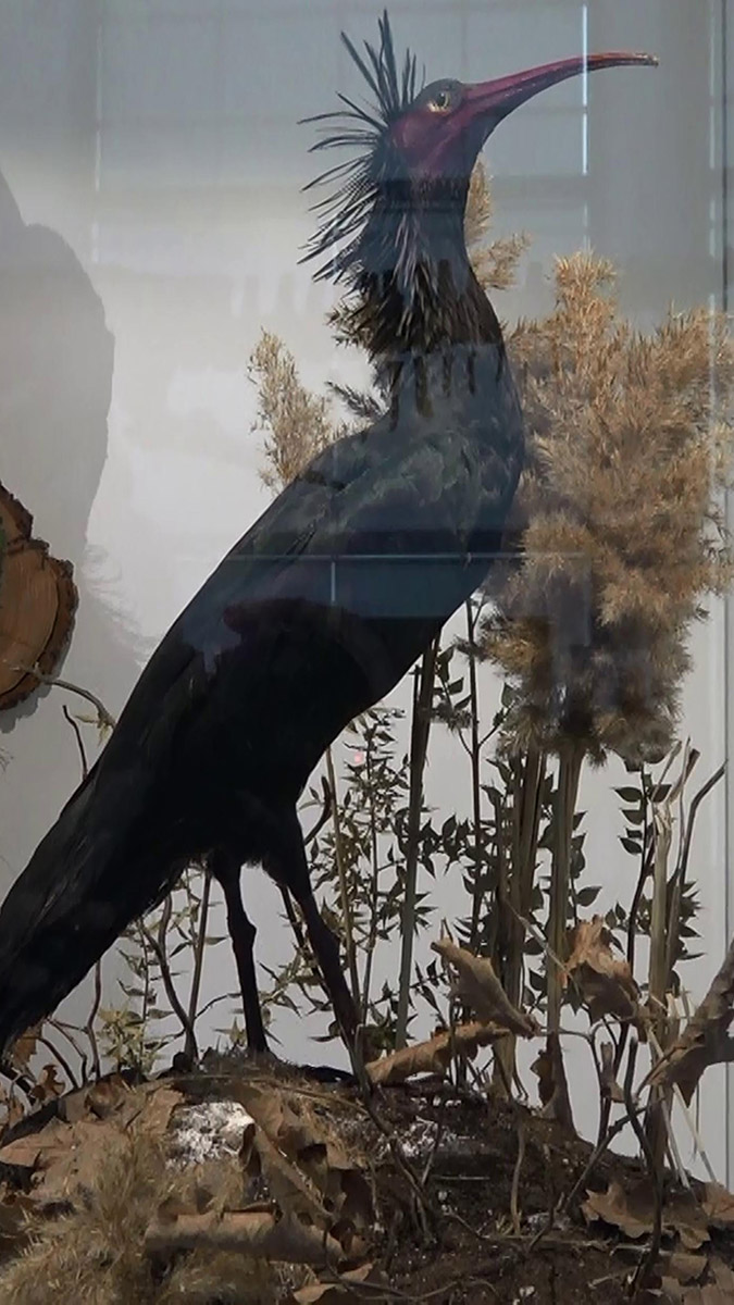 Erzurum'a 'Biyoçeşitlilik Bilim Müzesi' kuruluyor