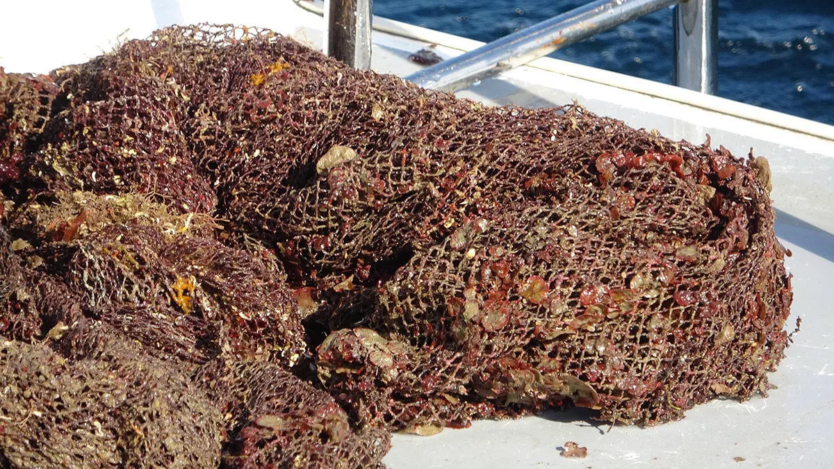 Tarım ve orman bakanlığı tarafından yürütülen 'denizlerin terk edilmiş av araçlarından temizlenmesi' projesiyle, bugün kadar yapılan çalışmalarda; çanakkale boğazı, bozcaada, gökçeada açıkları ve çanakkale boğazı'nın marmara denizi'ne açılan sahalarında toplamda 20 bin metrekare hayalet ağ toplandı.