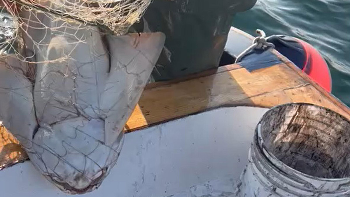 Keler cinsi köpek balığı denize bırakıldı