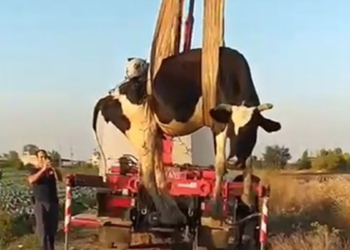Dere yatağına düşen ineği itfaiye kurtar