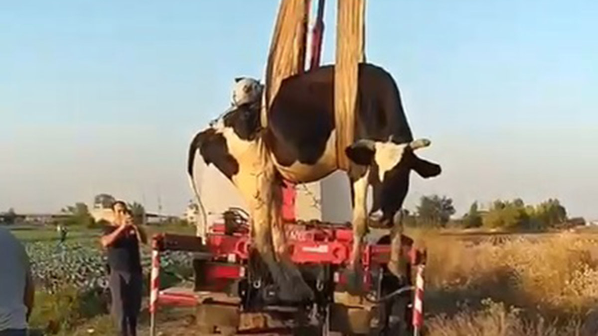 Dere yatağına düşen ineği itfaiye kurtar