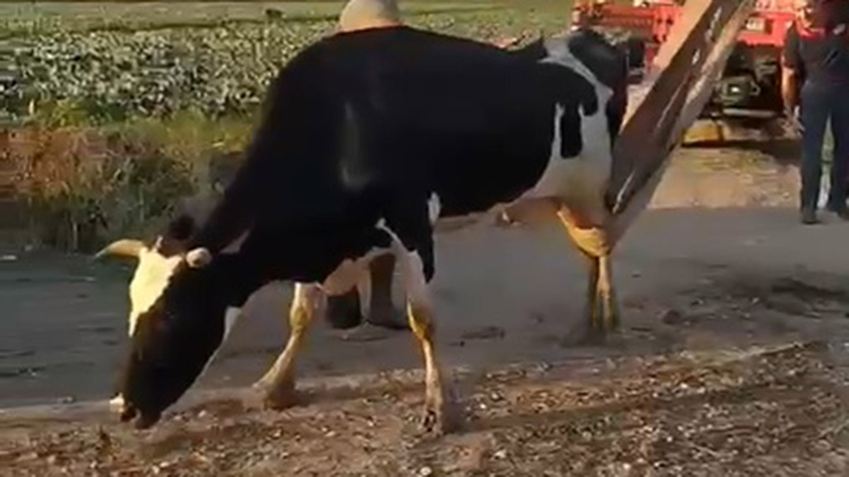 Dere yatağına düşen ineği itfaiye kurtar