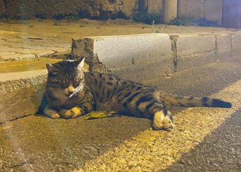 Polis ekibi, yaralı kedinin başından ayrılmadı