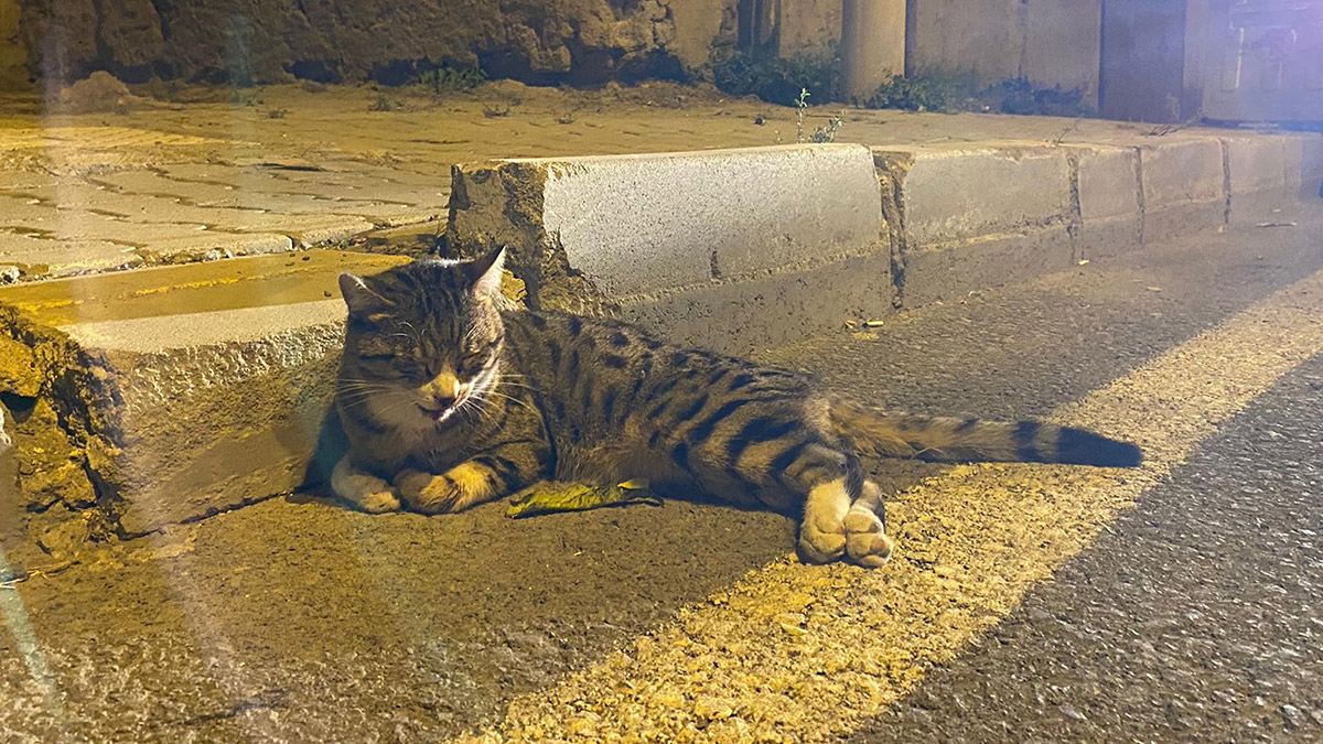 Polis ekibi, yaralı kedinin başından ayrılmadı