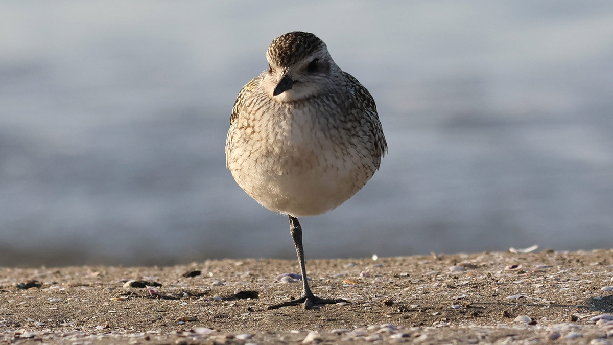 Tek bacağı kopmuş gümüş yağmurcun görüntüledi