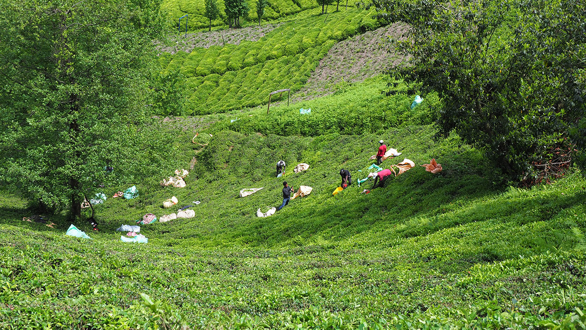 Doğu Karadeniz'de 4 ilde yaklaşık 830 bin dekar alanda 1 milyon üretici aile tarafından yapılan yaş çay tarımından üretici, işçi ve diğer sektörlerde yıllık yaklaşık 10 milyar TL gelir elde ediyor.