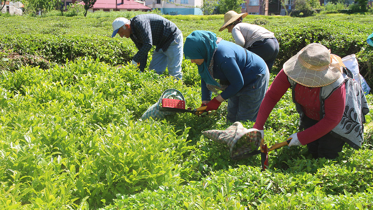 Yaş çay tarımından üretici 10 milyar TL gelir elde ediyor