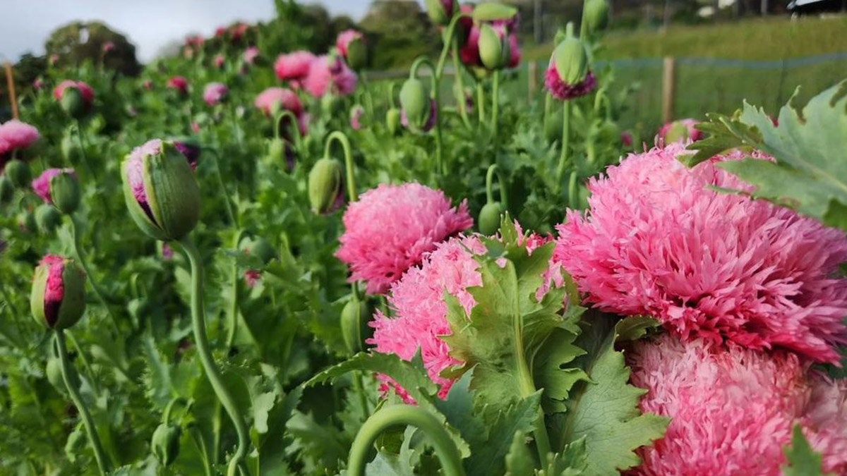 Çiçek yetiştirdiğini düşünürken yasaklı haşhaş yetiştirdi
