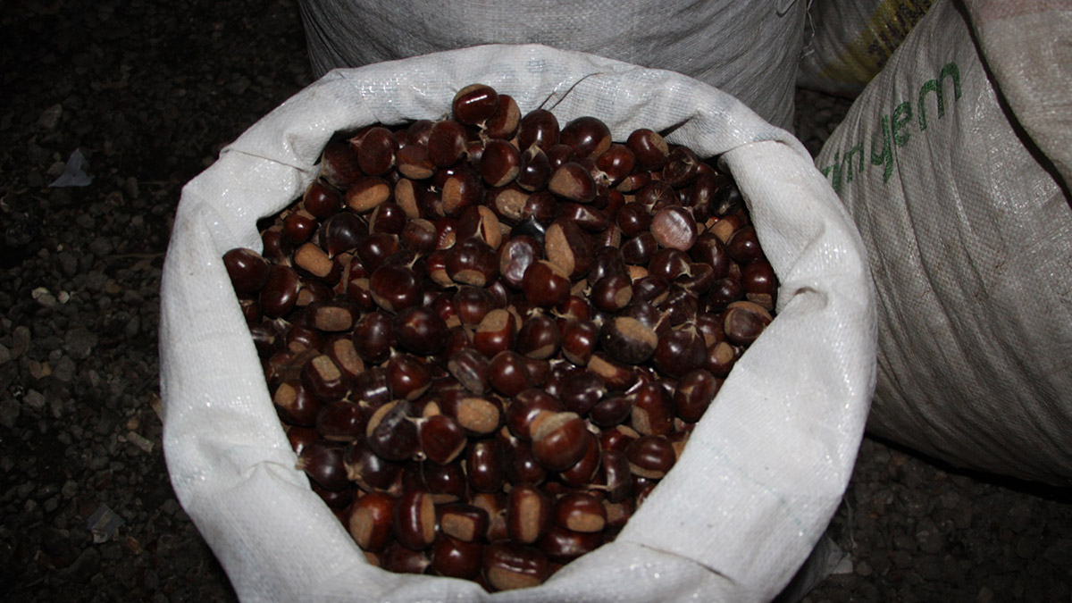 Düzce kuzusu tezgahlarda yerini aldı