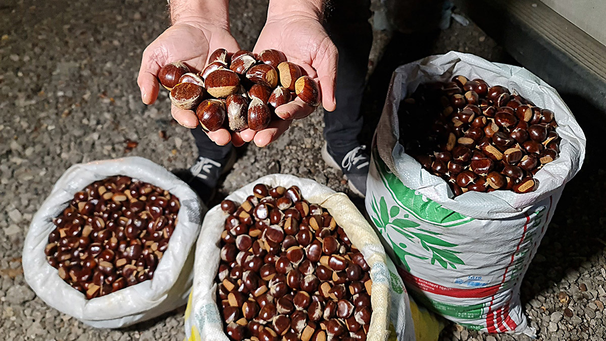 Düzce kuzusu tezgahlarda yerini aldı