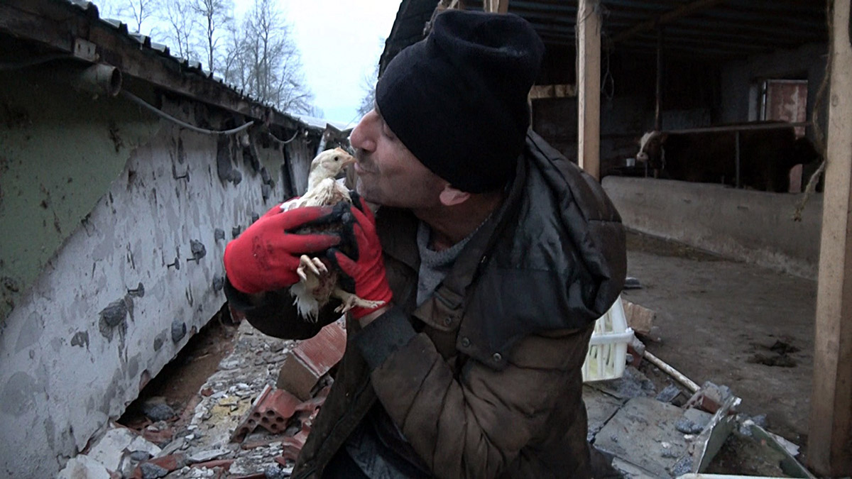 Enkaz altında kalan 20 bin civciv kurtarılıyor