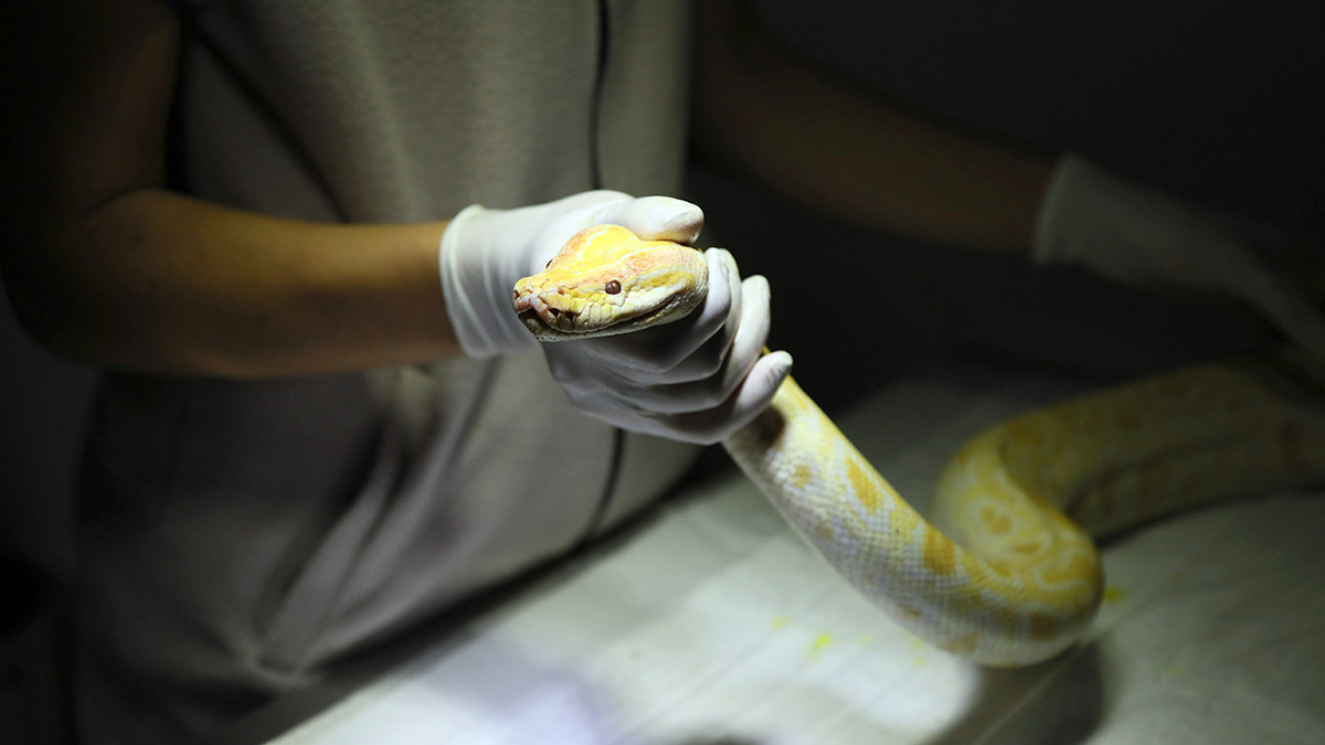 Albino piton yeni yuvasında