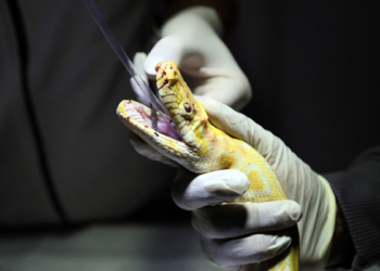 Albino piton yeni yuvasında