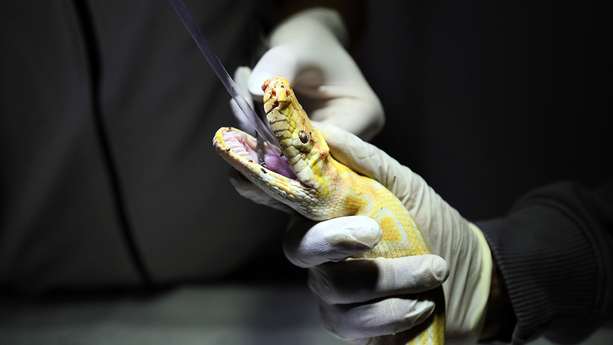 Albino piton yeni yuvasında