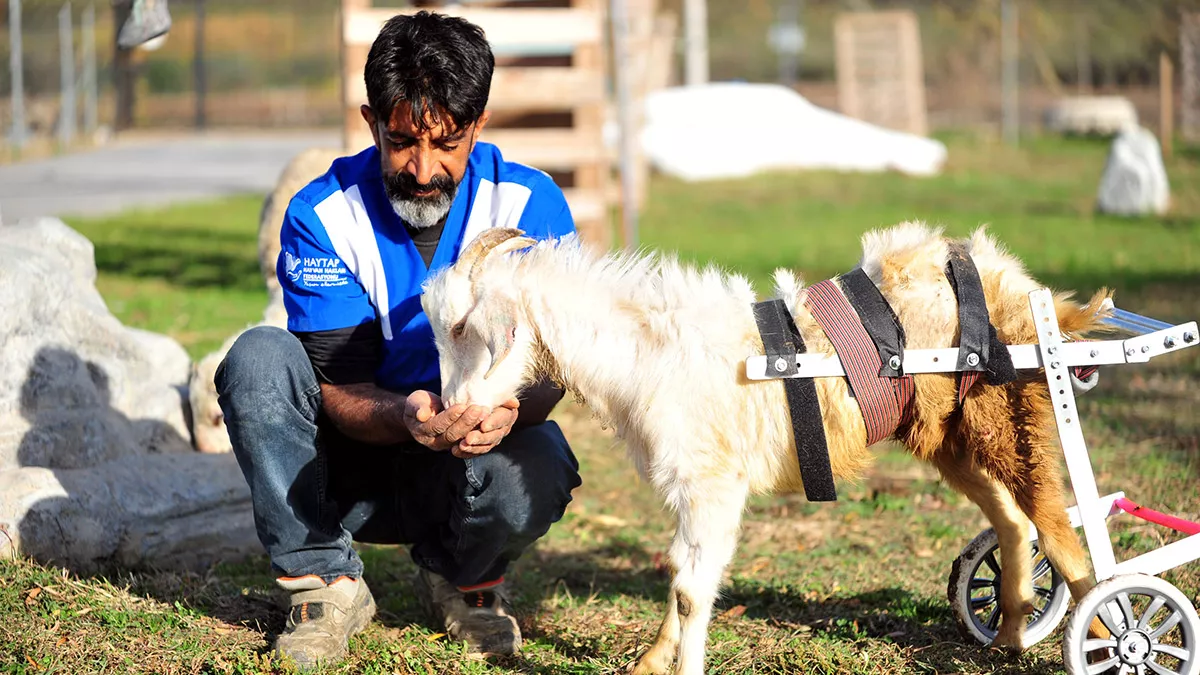 Yürüme engelli oğlak hayata tutundu