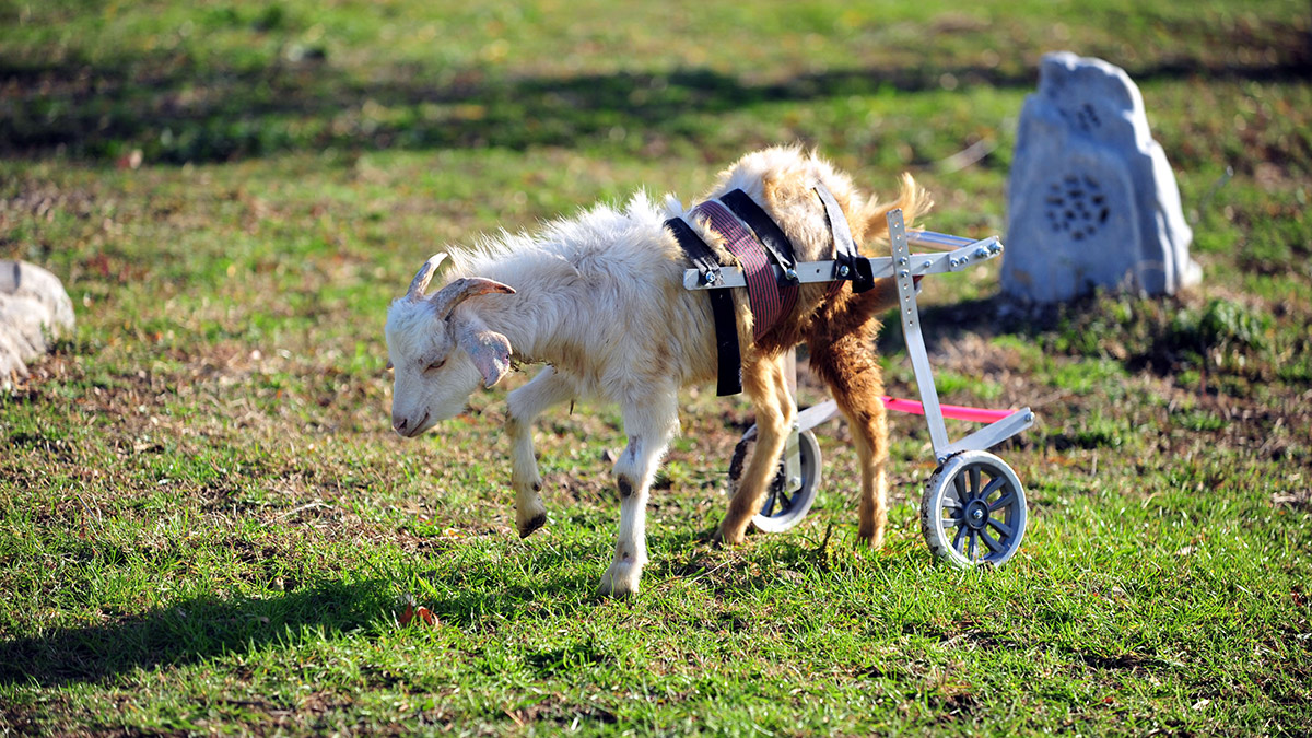 Ankara'da, yürüme engelli oğlak, HAYTAP yetkililerince sahiplenilerek Bursa'daki Emekli Hayvanlar Çiftliği'ne getirildi.