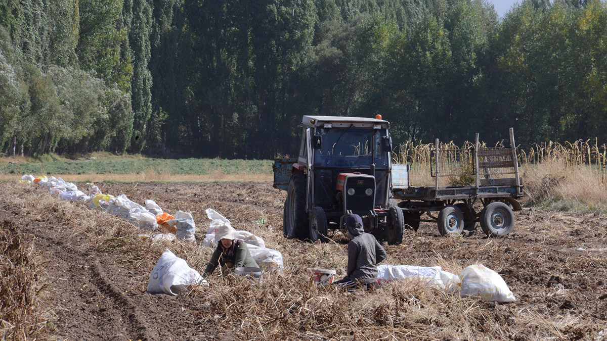 Erzurum'da yüzde 80'lere ulaşan kurak bir yılın ardından tarım sektörü, 2022 bereketiyle çiftçinin yüzünü güldürdü.