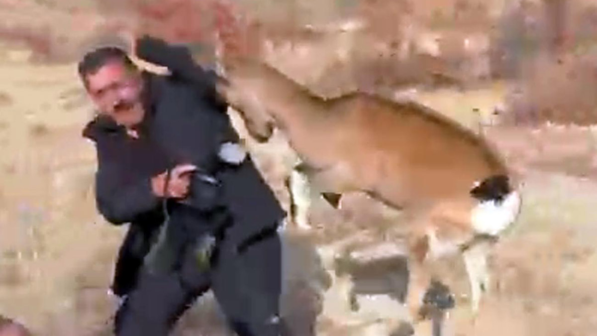 Fotoğrafçı, dağ keçisinden son anda kurtuldu