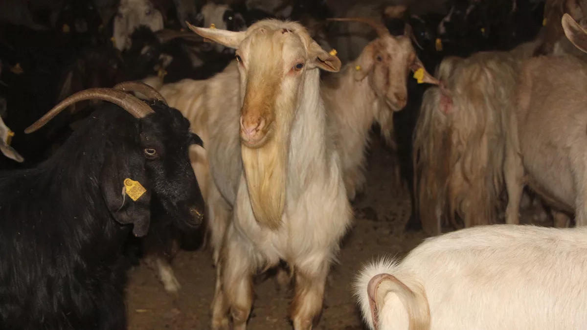 Şırnaklı abdulcabbar geylani, yüzde 50 devlet desteği ile gabar dağı eteklerinde keçi çiftliği kurdu.